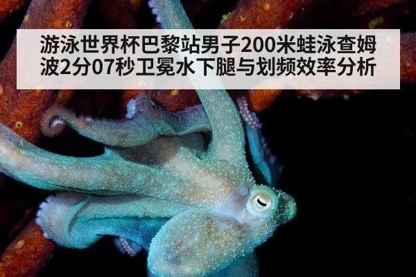 游泳世界杯巴黎站男子200米蛙泳查姆波2分07秒卫冕水下腿与划频效率分析